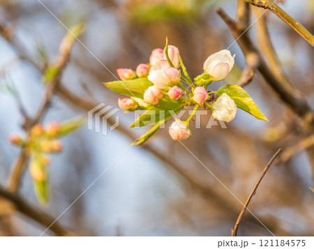 White blossoming apple trees. White apple tree flowers 121184575