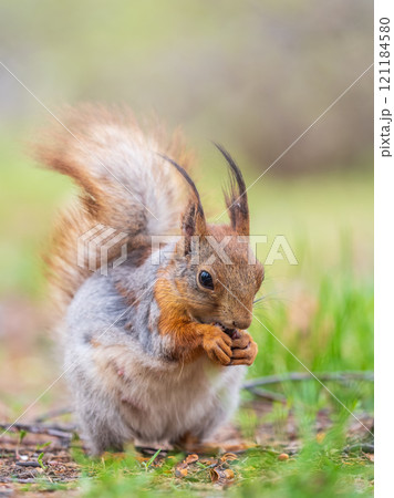 Squirrel eats a nut while sitting in green grass. Eurasian red squirrel, Sciurus vulgaris 121184580
