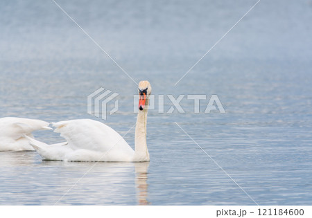 Two Graceful white Swans swimming in the lake, swans in the wild 121184600