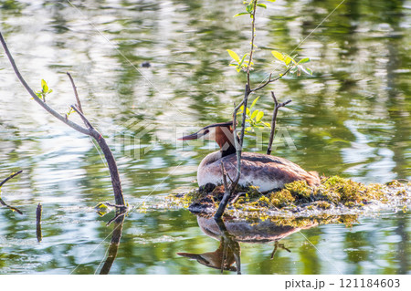 Great Crested Grebe, Podiceps cristatus, water bird sitting on the nest, nesting time on the green lake 121184603
