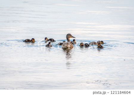 A family of ducks, a duck and its little ducklings are swimming in the water. The duck takes care of its newborn ducklings. Mallard, lat. Anas platyrhynchos 121184604