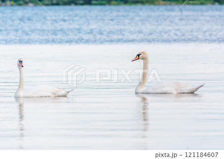 Two Graceful white Swans swimming in the lake, swans in the wild 121184607