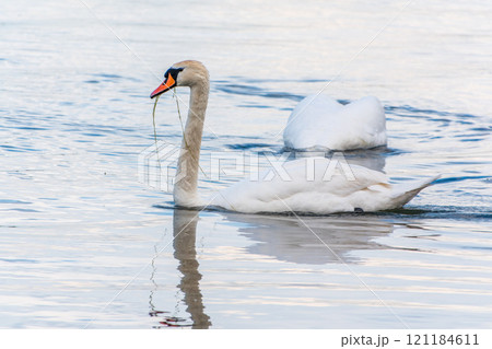 Graceful white Swan swimming in the lake, swans in the wild. Portrait of a white swan swimming on a lake. 121184611