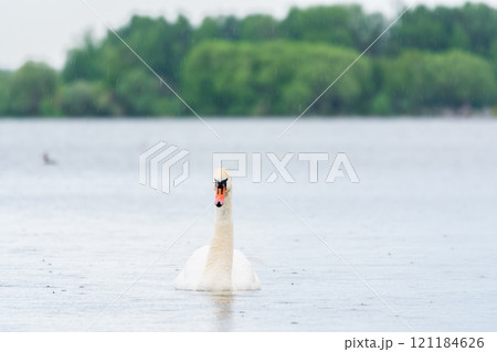 Graceful white Swan swimming in the lake, swans in the wild. Portrait of a white swan swimming on a lake. Graceful white Swan swimming in the lake, swans in the wild. Portrait of a white swan swimming on a lake. 121184626
