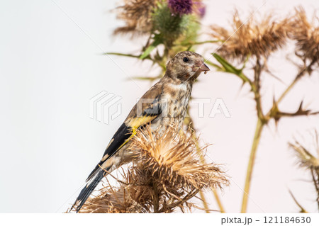 European goldfinch with juvenile plumage, feeding on the seeds of thistles. Carduelis carduelis. 121184630
