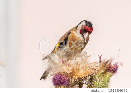 European goldfinch, feeding on the seeds of thistles. Carduelis carduelis. 121184631