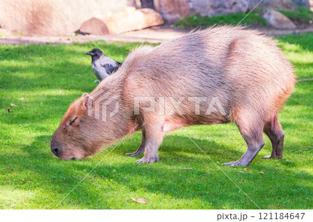 A large capybara walks on the green grass in the park 121184647