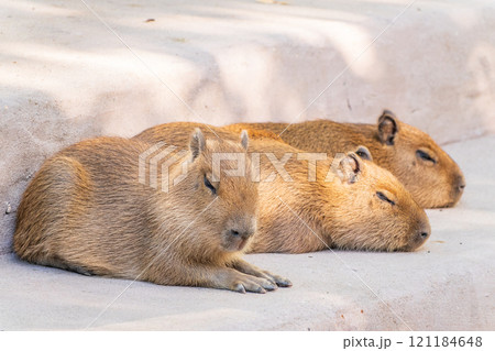 Three capybara in the park 121184648