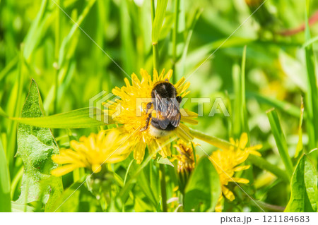 Bumblebee on a yellow dandelion. The insect pollinates the flower. Bumblebee collects nectar in summer. Bumblebee on a yellow dandelion. The insect pollinates the flower. Bumblebee collects nectar in summer. 121184683