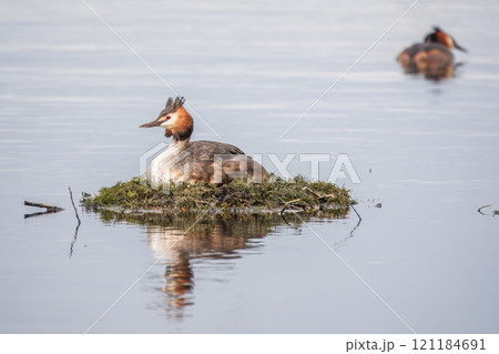 Great Crested Grebe, Podiceps cristatus, water bird sitting on the nest, nesting time on the green lake 121184691