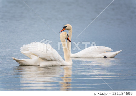 Mating games of a pair of white swans. Swans swimming on the water in nature. Valentine's Day background Mating games of a pair of white swans. Swans swimming on the water in nature. Valentine's Day background 121184699