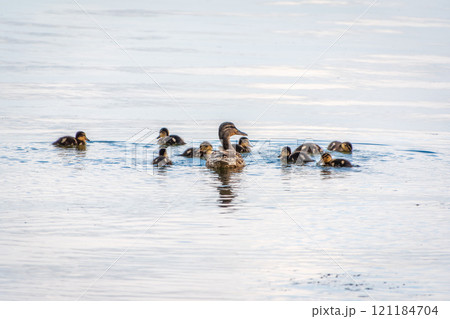 A family of ducks, a duck and its little ducklings are swimming in the water. The duck takes care of its newborn ducklings. Mallard, lat. Anas platyrhynchos 121184704