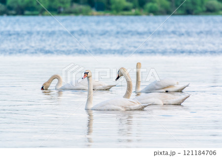 Graceful white Swans swimming in the lake, swans in the wild Graceful white Swans swimming in the lake, swans in the wild 121184706