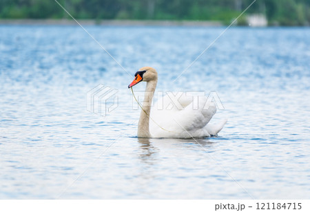 Graceful white Swan swimming in the lake, swans in the wild. Portrait of a white swan swimming on a lake. Graceful white Swan swimming in the lake, swans in the wild. Portrait of a white swan swimming on a lake. 121184715