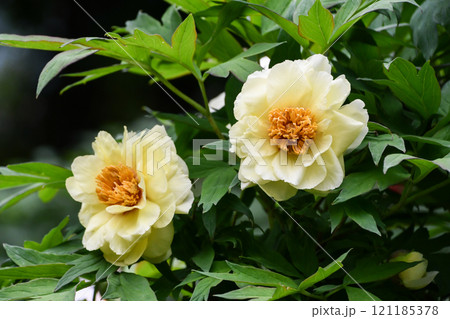 ボタン「ハイヌーン」 121185378