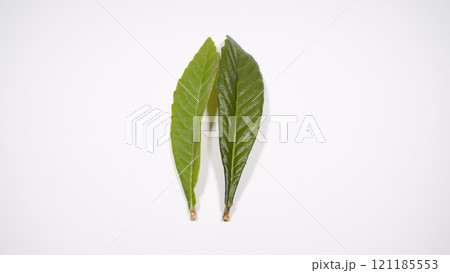 ビワの葉 121185553