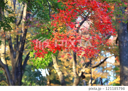 唐楓（トウカエデ）の紅葉 121185798