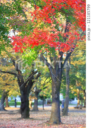 唐楓（トウカエデ）の紅葉 121185799