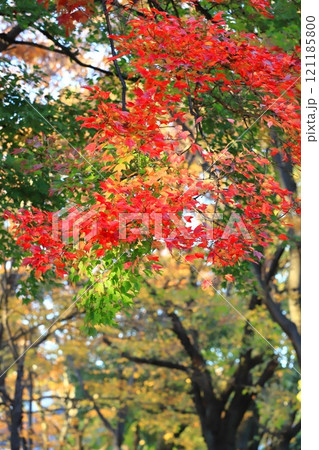 唐楓（トウカエデ）の紅葉 121185800