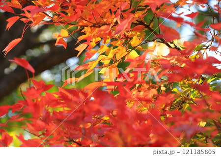 唐楓（トウカエデ）の紅葉 121185805