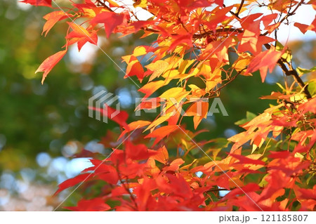 唐楓(トウカエデ)の紅葉 唐楓(トウカエデ)の紅葉 121185807