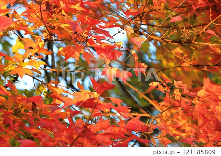 唐楓(トウカエデ)の紅葉 唐楓(トウカエデ)の紅葉 121185809