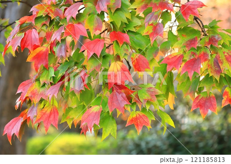 唐楓（トウカエデ）の紅葉 121185813
