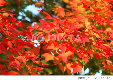 唐楓（トウカエデ）の紅葉 121185817