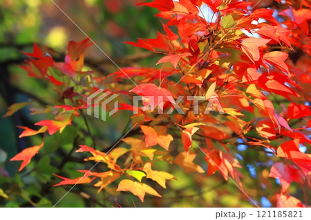 唐楓（トウカエデ）の紅葉 121185821
