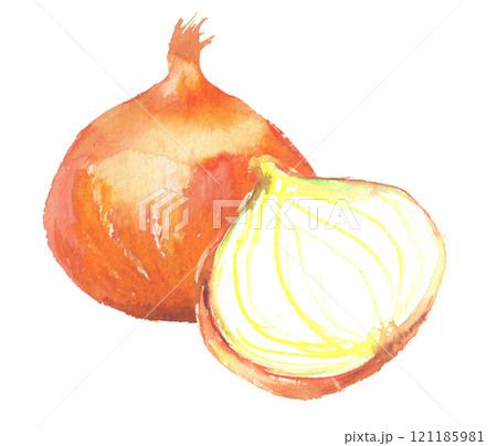 水彩で描いた玉ねぎのイラスト 121185981