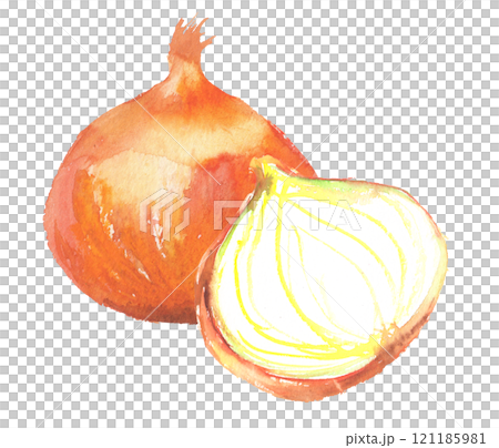 水彩で描いた玉ねぎのイラスト 121185981