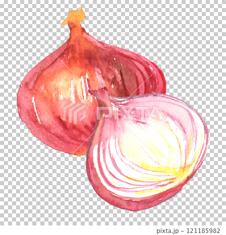 紅洋蔥畫水彩的插圖 121185982