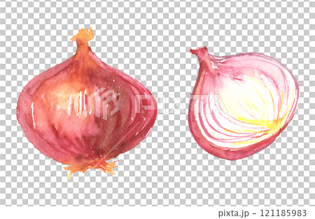 Watercolor illustration of red onion 121185983