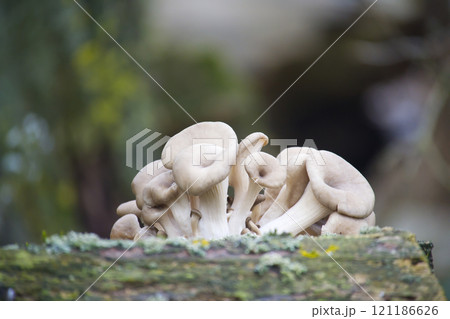 Stunning Oyster Mushrooms on Natural Wood Stunning Oyster Mushrooms on Natural Wood 121186626