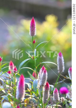 花壇に咲いた野鶏頭(ノゲイトウ)or セロシア 花壇に咲いた野鶏頭(ノゲイトウ)or セロシア 121186692