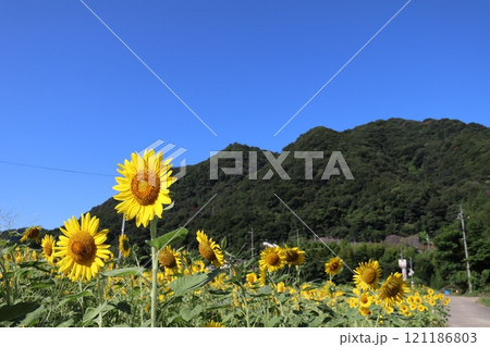 夏の青空とひまわり畑 夏の青空とひまわり畑 121186803