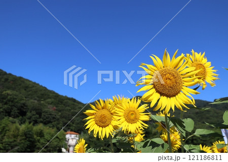 夏の青空とひまわり畑 夏の青空とひまわり畑 121186811
