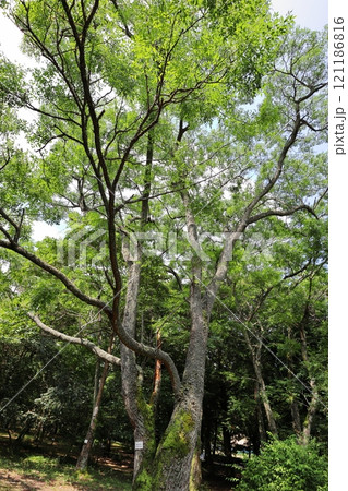 公園に植えられたセンダンの木 公園に植えられたセンダンの木 121186816