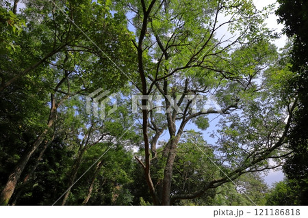 公園に植えられたセンダンの木 公園に植えられたセンダンの木 121186818
