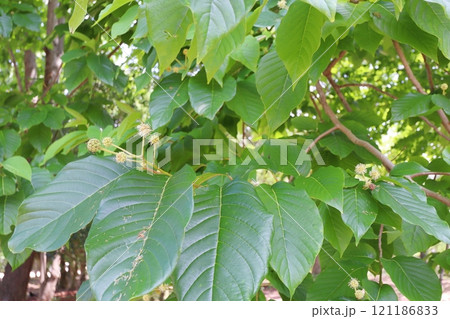 カンレンボクのウィルスに似た実 121186833