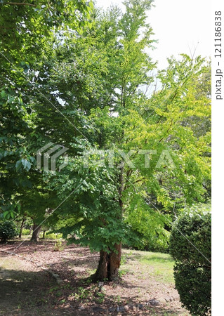 公園に植えられたカツラの木 公園に植えられたカツラの木 121186838
