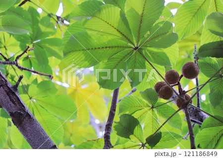 夏のトチノキの丸い実 夏のトチノキの丸い実 121186849
