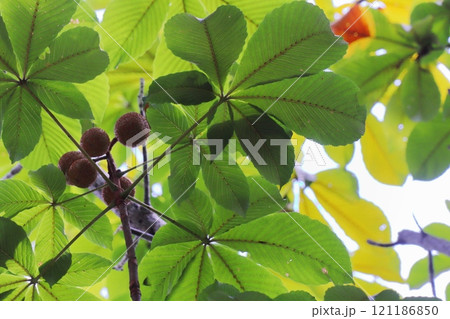 夏のトチノキの丸い実 夏のトチノキの丸い実 121186850
