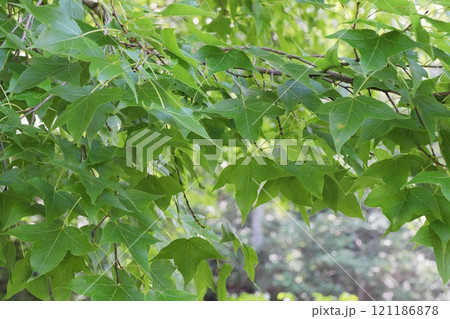夏のフウの木 夏のフウの木 121186878