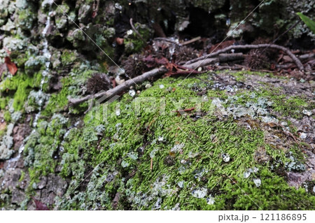 苔むしたフウの木の幹に滴る透明な樹液 苔むしたフウの木の幹に滴る透明な樹液 121186895
