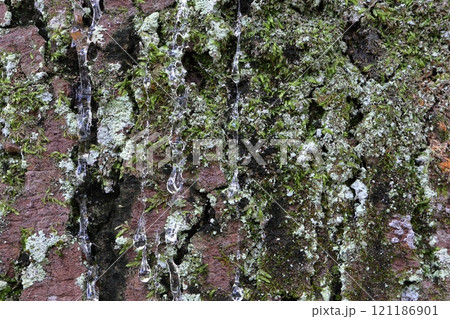 苔むしたフウの木の幹に滴る透明な樹液 苔むしたフウの木の幹に滴る透明な樹液 121186901