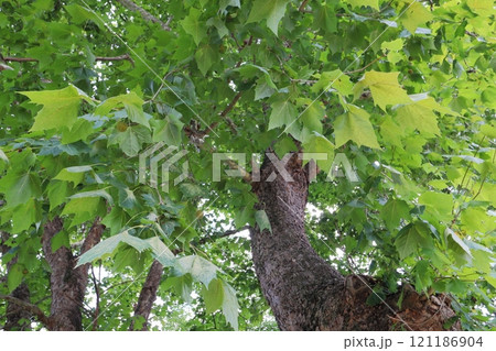 夏のアメリカスズカケノキ 121186904