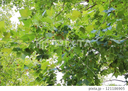 夏のアメリカスズカケノキ 夏のアメリカスズカケノキ 121186905