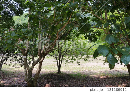 公園に植えられたトチュウの木 公園に植えられたトチュウの木 121186912