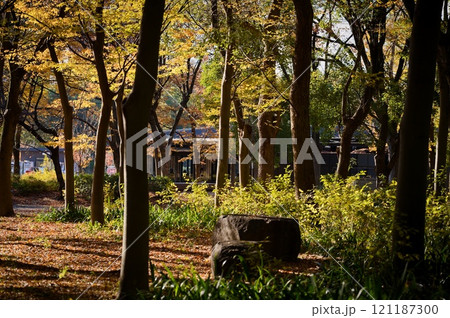 大阪城公園深い森 秋 大阪城公園深い森 秋 121187300